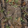 Realtree APG